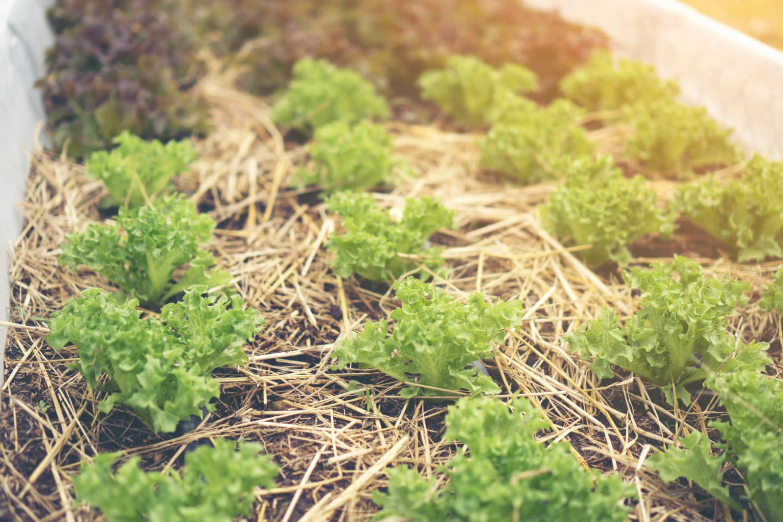 Permaculture : Comment cultiver son propre jardin écologique