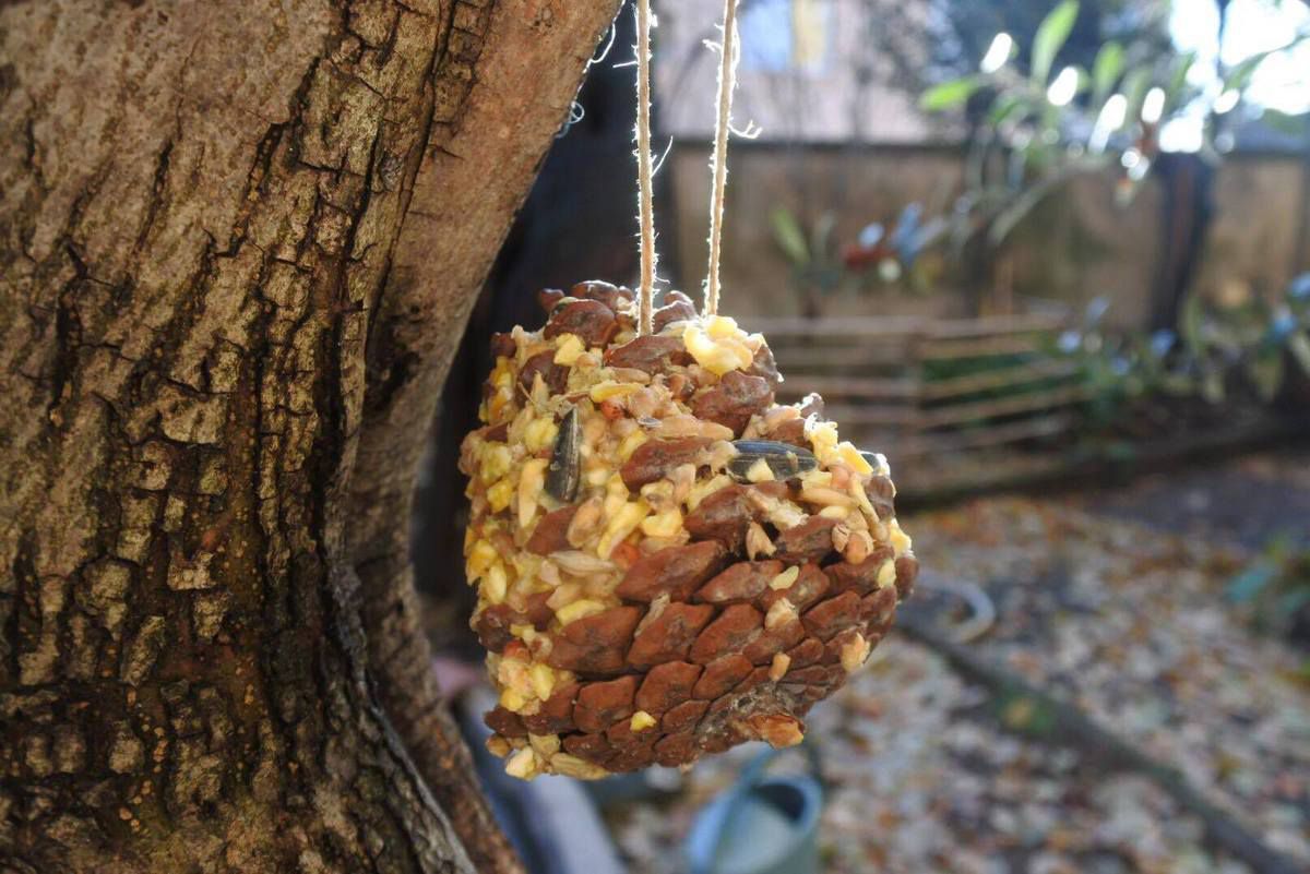 Boule De Graisse Pour Oiseaux Maison