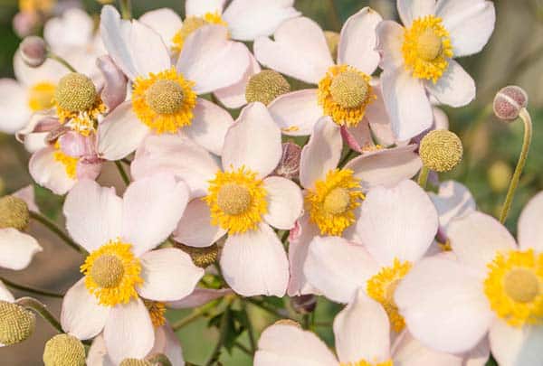 Anémone du Japon, Une fleur légère et élégante 