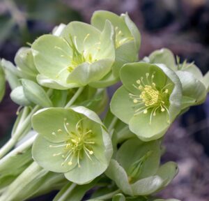 hellébore verte