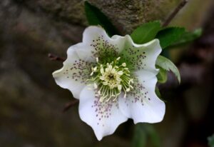 hellébore blanche