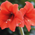 Amaryllis : une plante magnifique
