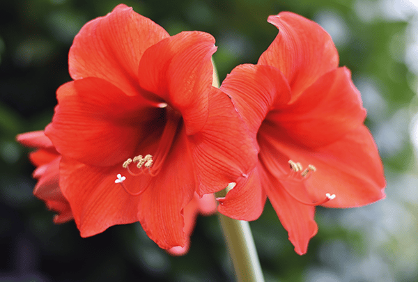 Amaryllis : une plante magnifique