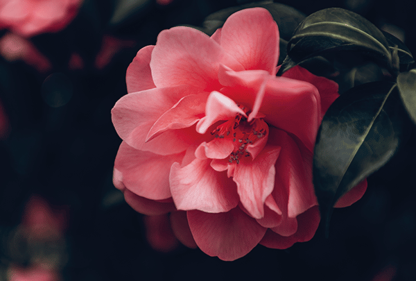 Camélia : Des fleurs en abondance