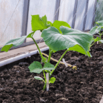 Semis et plantation au potager au mois de décembre 