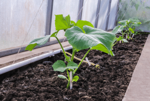 Semis et plantation au potager au mois de décembre 