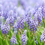 le muscari