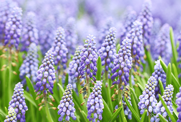 le muscari