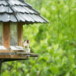 nourrir animaux