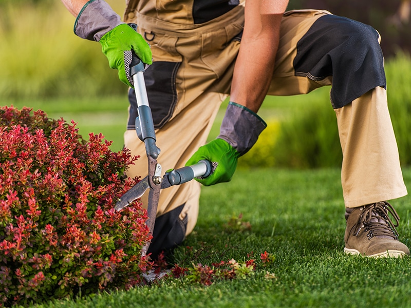 Logo Service : Soin et Entretien du Jardin - Paysagiste Lantana Paysage