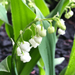 muguet