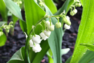 muguet