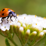 coccinelle