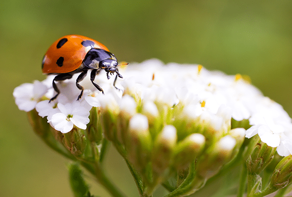 coccinelle