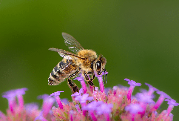 animaux pollinisateurs