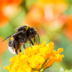 animaux pollinisateurs