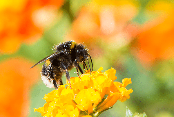 animaux pollinisateurs