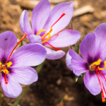 crocus à safran