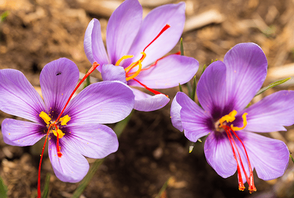 crocus à safran