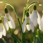 Le perce neige