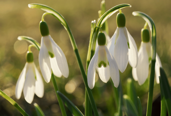 Le perce neige