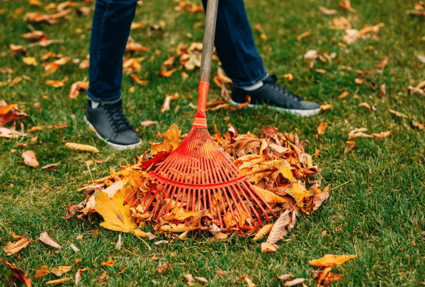 Ramassage des feuilles mortes Octobre