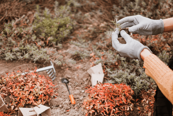 Quoi semaine en Octobre dans son jardin