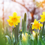 Les jonquilles