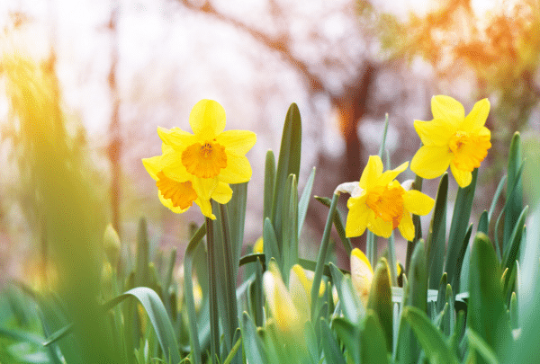 Les jonquilles