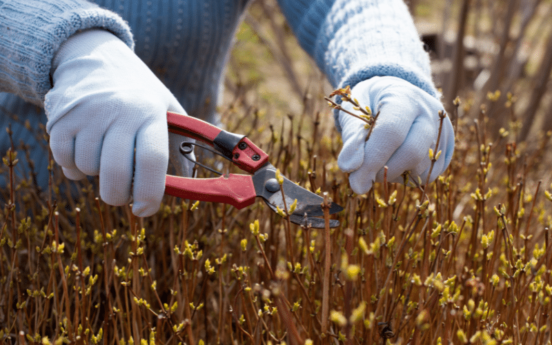 Entretenir son jardin en Novembre