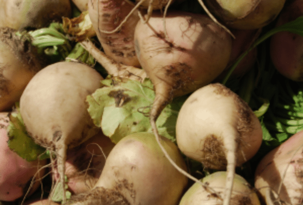 Le rutabaga