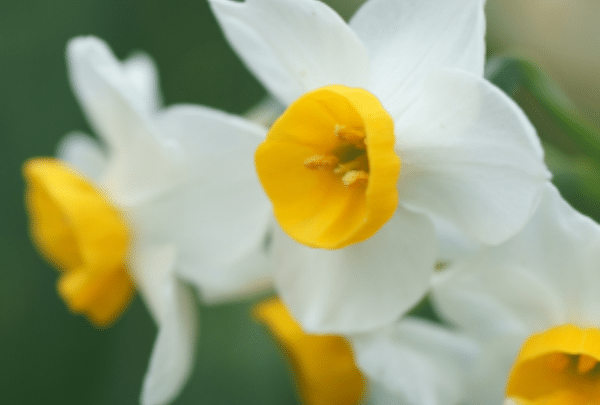 narcisse fleur