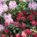 rhododendrons