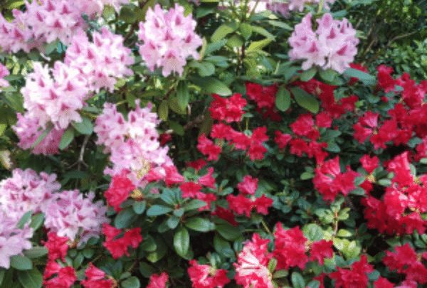 rhododendrons