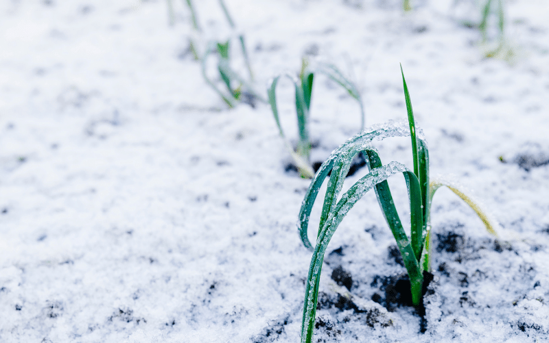 jardin d'hiver