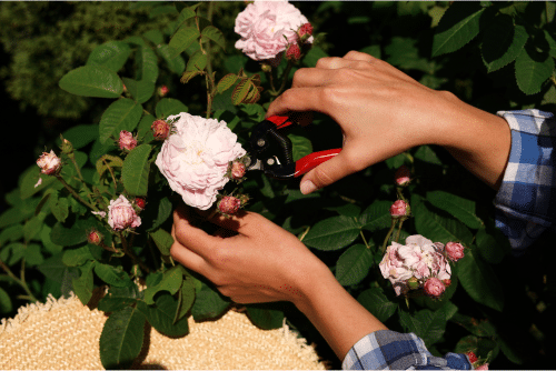 Taille d'un rosier