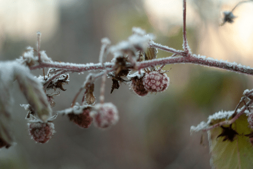 Frambroises hiver