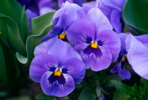 La violette