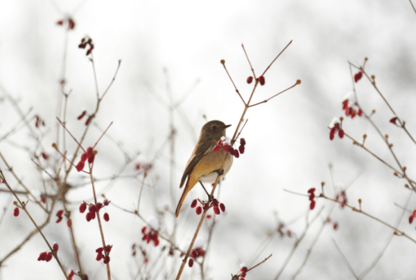 Faune sauvage