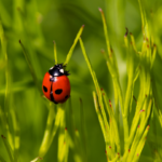 Les coccinelles