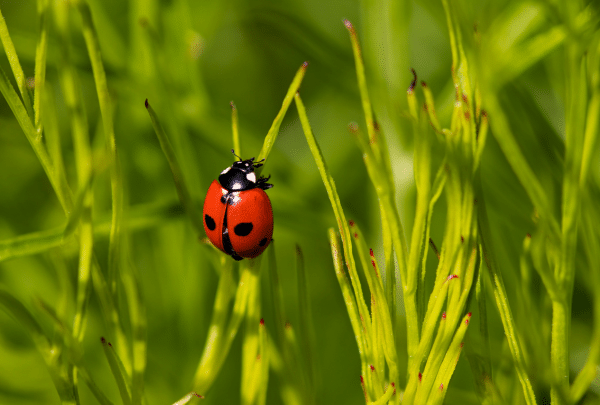 Les coccinelles