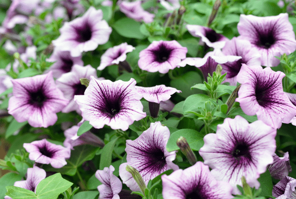 Fleur Pétunia