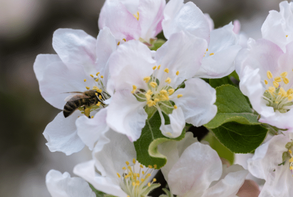 Attirer les pollinisateurs