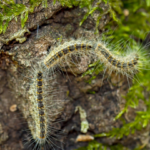 chenille processionnaire