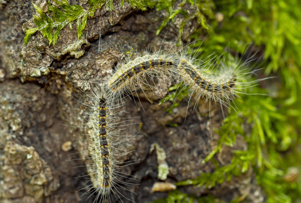 chenille processionnaire