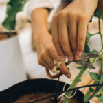 Le bouturage