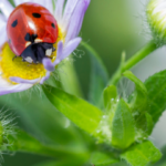 La coccinelle