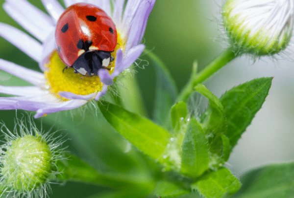 La coccinelle