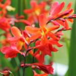 le montbretia
