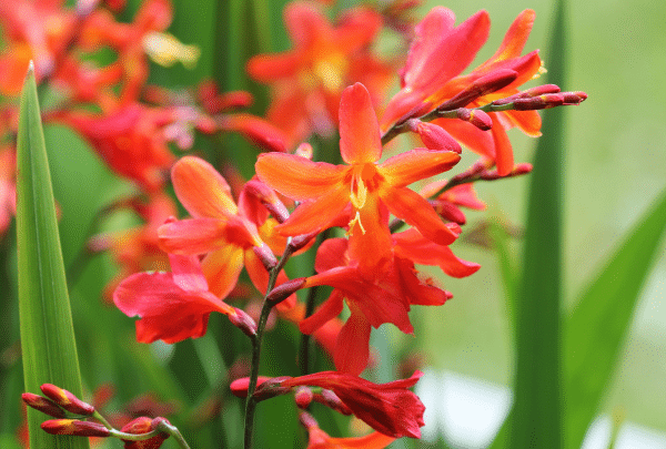 le montbretia